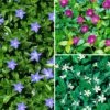 Vinca Collection 3 X 9cm Pot 2 Vinca Collection 3 X 9cm Pot -FurniHaven Shop RF3FF SQ1 0000000088 NO COLOR SLf