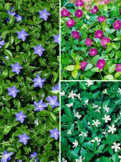Vinca Collection 3 X 9cm Pot