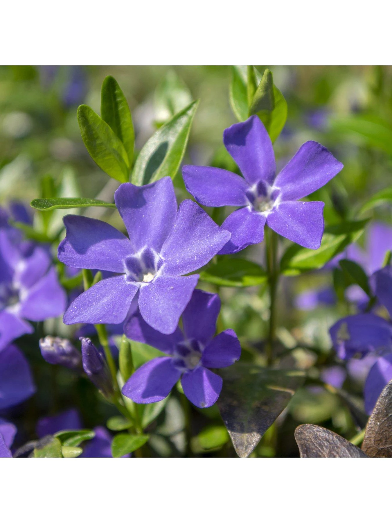 Vinca Collection 3 X 9cm Pot 4 Vinca Collection 3 X 9cm Pot - Image 2