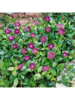 Vinca Collection 3 X 9cm Pot 8 Vinca Collection 3 X 9cm Pot -FurniHaven Shop RF3FF SQ3 0000000088 NO COLOR SLd1