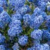 Ceanothus Thyrsiflorus Var Repens 3 X 9cm Pot 1 Ceanothus Thyrsiflorus Var Repens 3 X 9cm Pot -FurniHaven Shop RF3FH SQ1 0000000088 NO COLOR SLf