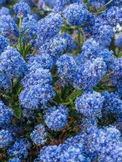 Ceanothus Thyrsiflorus Var Repens 3 X 9cm Pot
