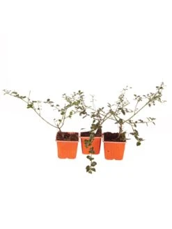 Ceanothus Thyrsiflorus Var Repens 3 X 9cm Pot -FurniHaven Shop RF3FH SQ3 0000000088 NO COLOR SLd1