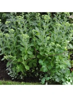 Ready To Rust Curved Steel Plant Supports 5 Pack -FurniHaven Shop RF3G3 SQ3 0000000088 NO COLOR SLd1