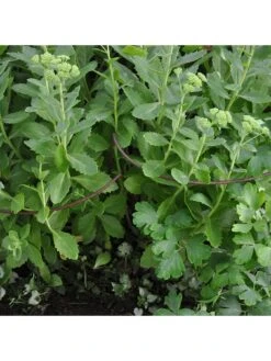 Ready To Rust Curved Steel Plant Supports 5 Pack -FurniHaven Shop RF3G3 SQ4 0000000088 NO COLOR SLd2