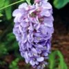 Wisteria Amethyst Falls 15cm Pot -FurniHaven Shop T6JKM SQ1 0000000088 NO COLOR SLf