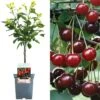 Cherry Morello Patio Tree -FurniHaven Shop U4PN9 SQ1 0000000099 N A SLf