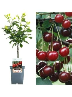 Cherry Morello Patio Tree