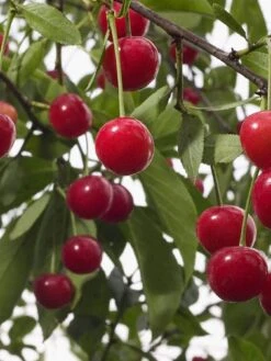 Cherry Morello Patio Tree -FurniHaven Shop U4PN9 SQ3 0000000099 N A SLd1