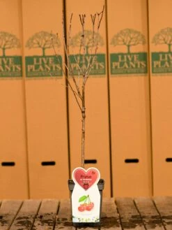 Cherry Morello Patio Tree -FurniHaven Shop U4PN9 SQ4 0000000099 N A SLd2