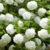 Viburnum 'Eskimo' 90cm Standard (in 3L Pot) -FurniHaven Shop UKARU SQ1 0000000088 NO COLOR SLf
