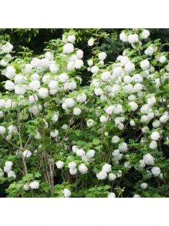 Viburnum 'Eskimo' 90cm Standard (in 3L Pot) -FurniHaven Shop UKARU SQ2 0000000088 NO COLOR SLd