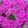 Purple Japanese Azalea 1 Purple Japanese Azalea -FurniHaven Shop UTQ3M SQ1 0000000088 NO COLOR SLf
