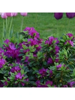 Purple Japanese Azalea -FurniHaven Shop UTQ3M SQ2 0000000088 NO COLOR SLd