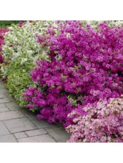 Purple Japanese Azalea -FurniHaven Shop UTQ3M SQ3 0000000088 NO COLOR SLd1