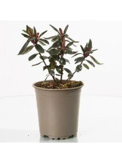 Purple Japanese Azalea -FurniHaven Shop UTQ3M SQ4 0000000088 NO COLOR SLd2