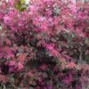 Loropetalum Fire Dance -FurniHaven Shop UTQ44 SQ1 0000000099 N A SLf