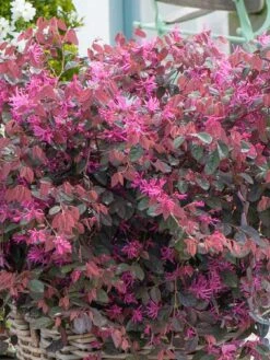 Loropetalum Fire Dance
