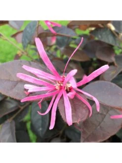 Loropetalum Fire Dance -FurniHaven Shop UTQ44 SQ3 0000000099 N A SLd1