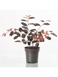 Loropetalum Fire Dance -FurniHaven Shop UTQ44 SQ4 0000000099 N A SLd2