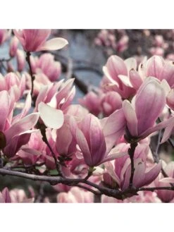 Magnolia Soulangeana -FurniHaven Shop UTQ45 SQ2 0000000099 N A SLd