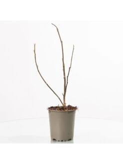 Magnolia Soulangeana -FurniHaven Shop UTQ45 SQ4 0000000099 N A SLd2