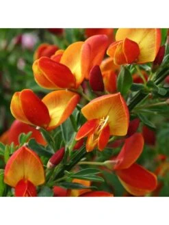 Cytisus Lena -FurniHaven Shop UTQ4K SQ2 0000000099 N A SLd