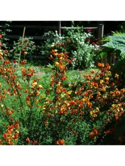 Cytisus Lena -FurniHaven Shop UTQ4K SQ3 0000000099 N A SLd1