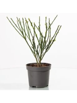 Cytisus Lena -FurniHaven Shop UTQ4K SQ4 0000000099 N A SLd2