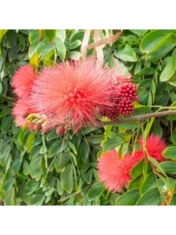 Dixie Pink' Powder Puff Tree (80-100cm Tall) -FurniHaven Shop UTV2U SQ3 0000000088 NO COLOR SLd1