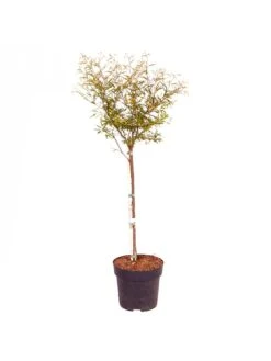 Dixie Pink' Powder Puff Tree (80-100cm Tall) -FurniHaven Shop UTV2U SQ4 0000000088 NO COLOR SLd2