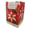 Amaryllis Gift Pack - Christmas Star -FurniHaven Shop VABKA SQ1 0000000099 N A SLf