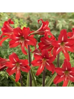 Amaryllis Gift Pack - Christmas Star -FurniHaven Shop VABKA SQ2 0000000099 N A SLd