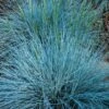Festuca Intense Blue (9cm) -FurniHaven Shop VM8ZH SQ1 0000000099 N A SLf