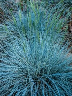 Festuca Intense Blue (9cm)