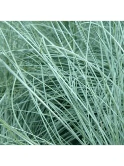 Festuca Intense Blue (9cm) -FurniHaven Shop VM8ZH SQ3 0000000099 N A SLd1