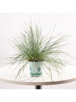 Festuca Intense Blue (9cm) -FurniHaven Shop VM8ZH SQ5 0000000099 N A SLd3
