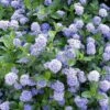 Ceanothus Victoria (9cm) -FurniHaven Shop VM8ZK SQ1 0000000099 N A SLf