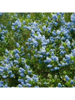 Ceanothus Victoria (9cm) -FurniHaven Shop VM8ZK SQ2 0000000099 N A SLd