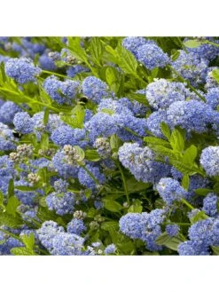 Ceanothus Victoria (9cm) -FurniHaven Shop VM8ZK SQ3 0000000099 N A SLd1