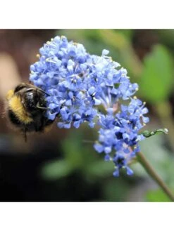 Ceanothus Victoria (9cm) -FurniHaven Shop VM8ZK SQ4 0000000099 N A SLd2
