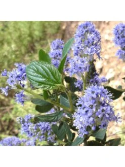 Ceanothus Victoria (9cm) -FurniHaven Shop VM8ZK SQ5 0000000099 N A SLd3