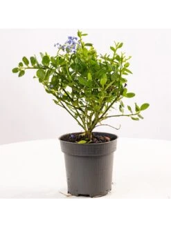 Ceanothus Victoria (9cm) -FurniHaven Shop VM8ZK SQ6 0000000099 N A SLd4