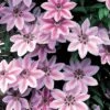 Clematis Nelly Moser (9cm) -FurniHaven Shop VM8ZL SQ1 0000000099 N A SLf