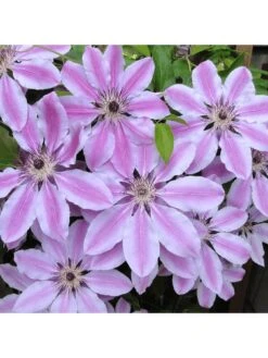 Clematis Nelly Moser (9cm) 10 Clematis Nelly Moser (9cm) -FurniHaven Shop VM8ZL SQ2 0000000099 N A SLd
