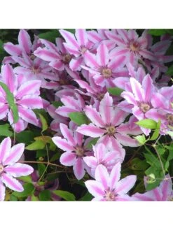 Clematis Nelly Moser (9cm) 11 Clematis Nelly Moser (9cm) -FurniHaven Shop VM8ZL SQ3 0000000099 N A SLd1
