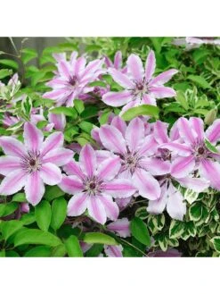 Clematis Nelly Moser (9cm) 12 Clematis Nelly Moser (9cm) -FurniHaven Shop VM8ZL SQ4 0000000099 N A SLd2