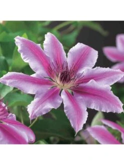 Clematis Nelly Moser (9cm) 13 Clematis Nelly Moser (9cm) -FurniHaven Shop VM8ZL SQ5 0000000099 N A SLd3