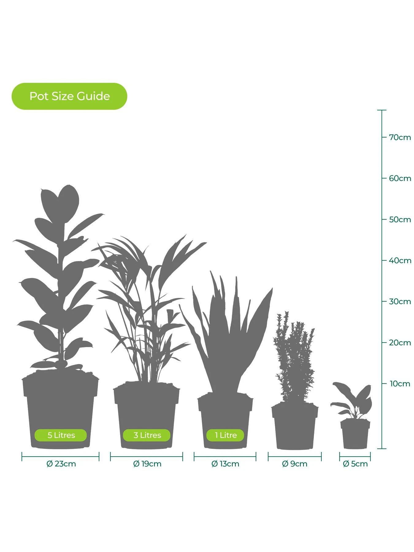 Clematis Nelly Moser (9cm) 8 Clematis Nelly Moser (9cm) - Image 6