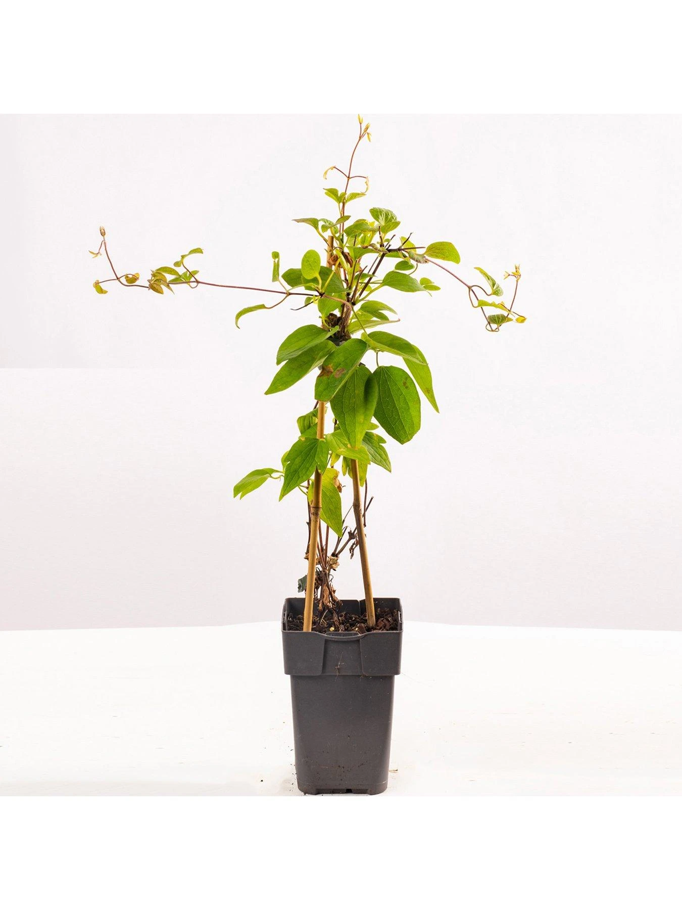 Clematis Nelly Moser (9cm) 9 Clematis Nelly Moser (9cm) - Image 7